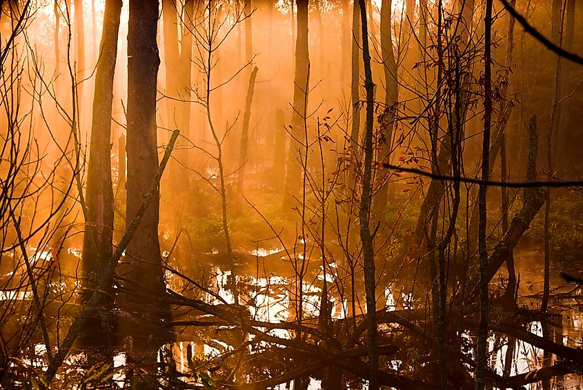 A view of the swamp during sunrise at Great Dismal Swamp National Wildlife Refuge