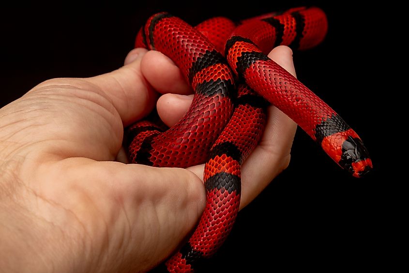 Lampropeltis triangulum, commonly known as the milksnake. Via Shutterstock / Murilo Mazzo.