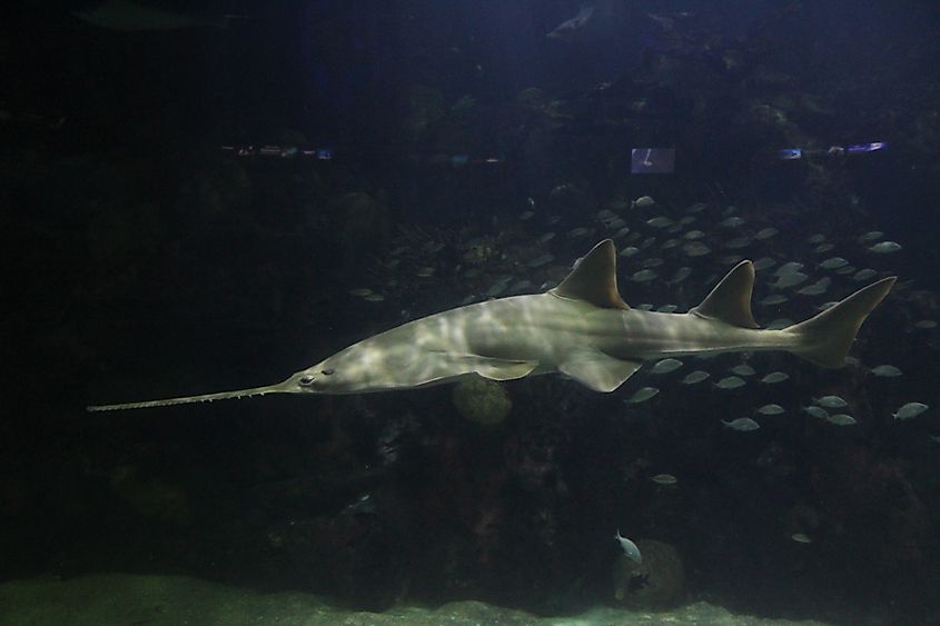 A sawfish