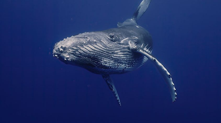 A humpback whale (Megaptera novaeangliae)