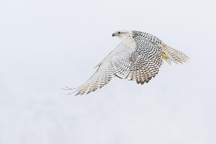 The gyrfalcon (Falco rusticolus), the largest of the falcon species, flying in a winter snowy landscape.