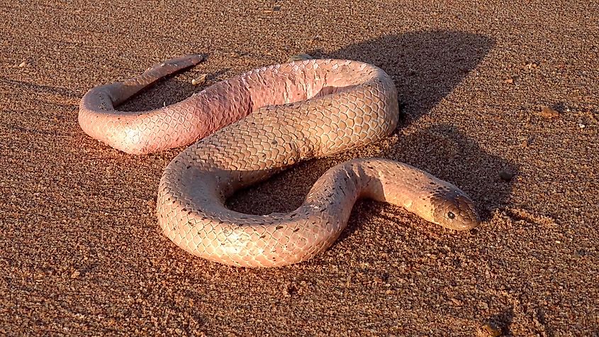 An olive sea snake (Aipysurus laevis)