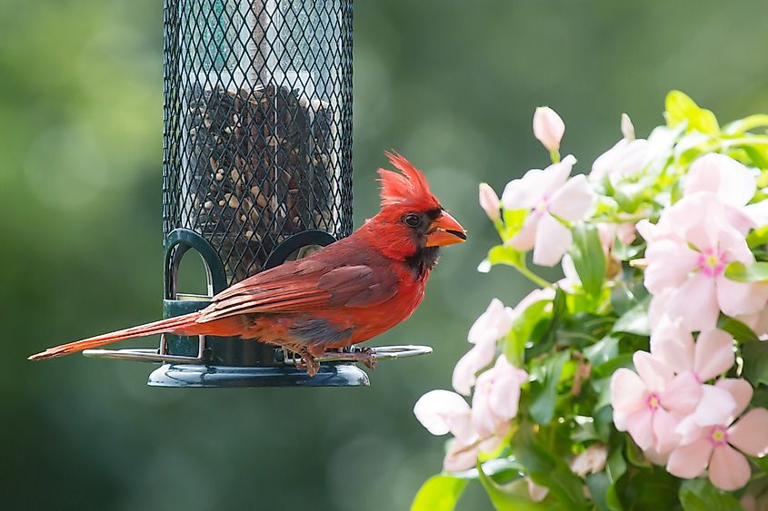 A northern cardinal (Cardinalis cardinalis)