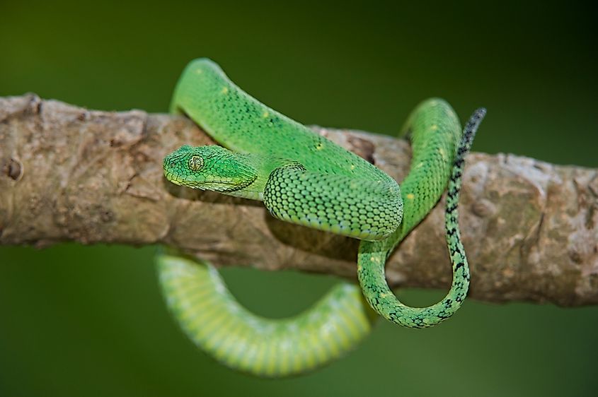 A green bush viper (Atheris squamigera)