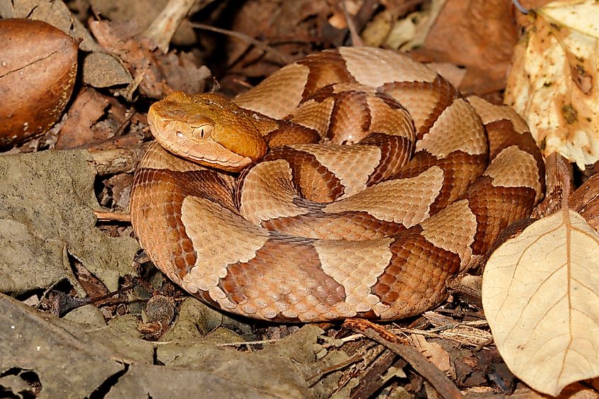 A northern copperhead (agkistrodon contortrix mokasen) 