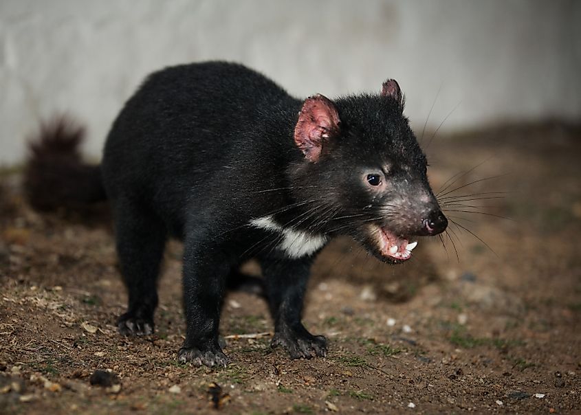 Tasmanian Devil at night showing his teeth, hunting.