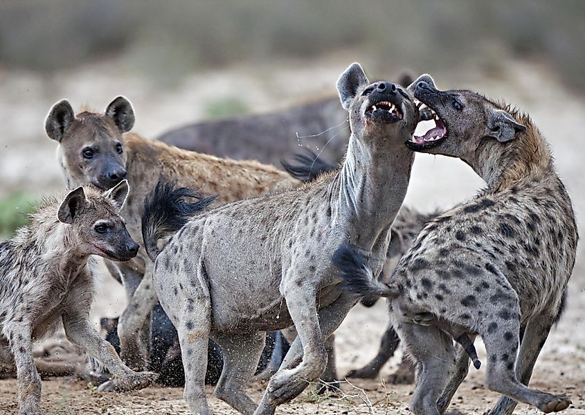 Two spotted hyenas close together.