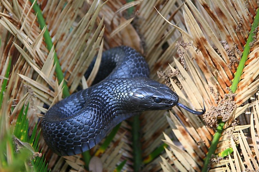An eastern indigo snake (Drymarchon couperi)