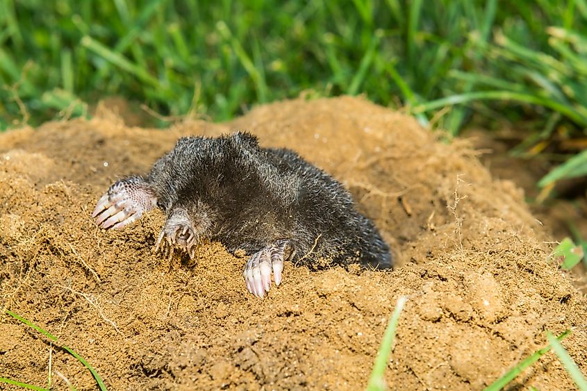 A star-nosed mole (Condylura cristata)