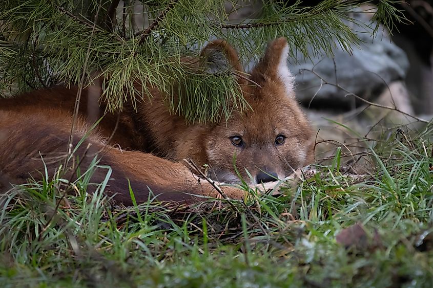 A dhole (Cuon alpinus)