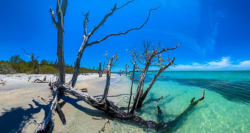 View of the driftwood lining the shoreline at Cayo Costa State Park.