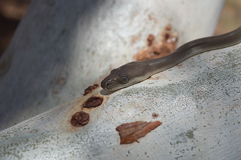 A juvenile olive python (Liasis olivaceus)