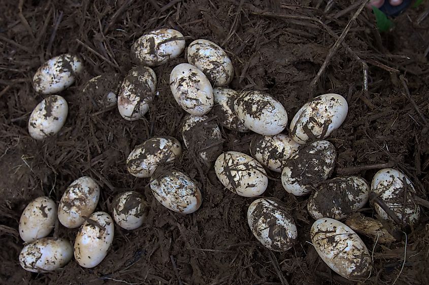 Saltwater crocodile eggs