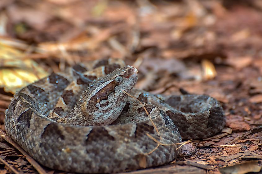 A Malayan pit viper (Calloselasma rhodostoma)