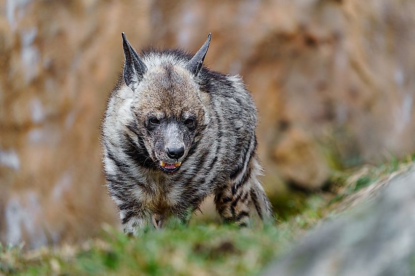 A striped hyena (Hyaena hyaena)