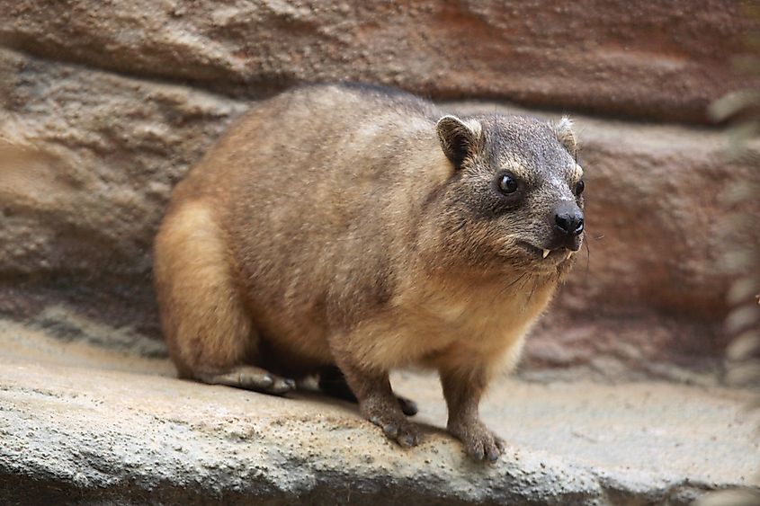 A rock hyrax sunning on a boulder.