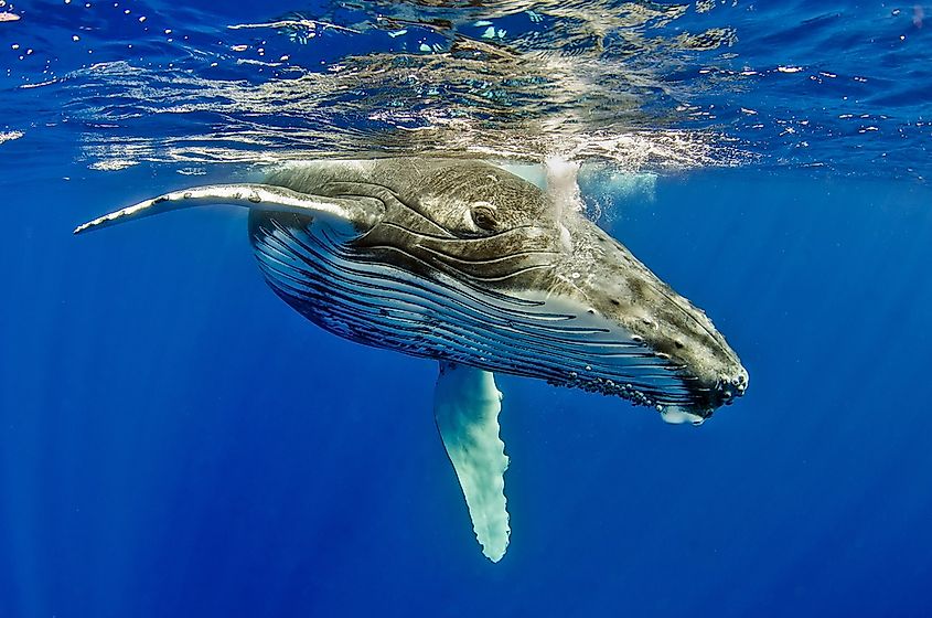 A humpback whale calf.