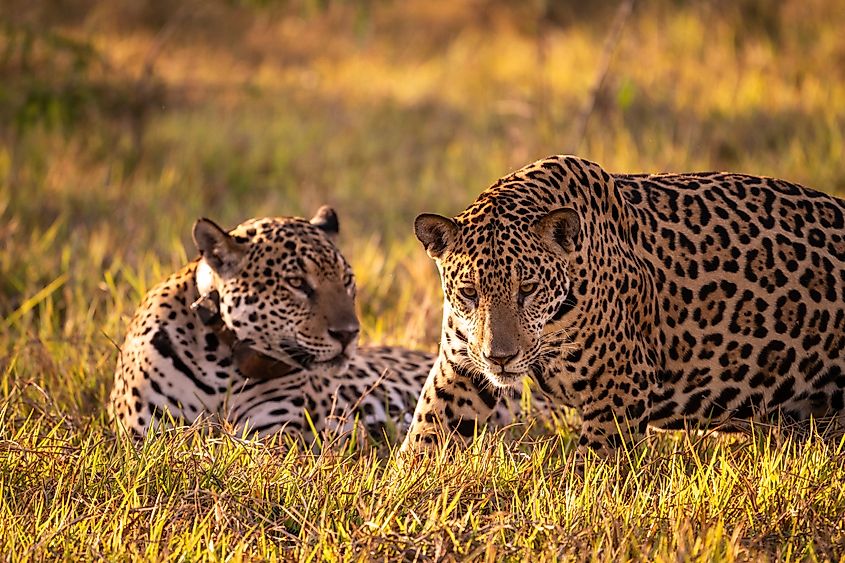 A couple of jaguars resting together