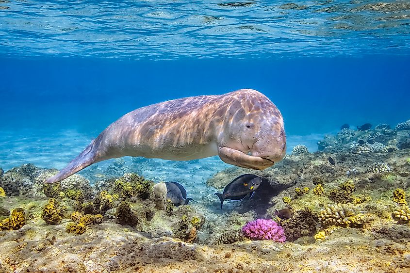 A dugong calf