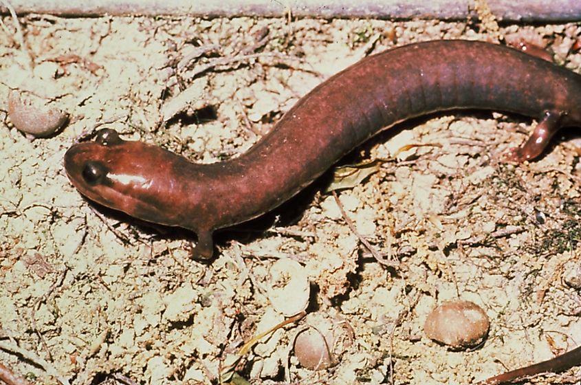 A Red Hills salamander (Phaeognathus hubrichti)
