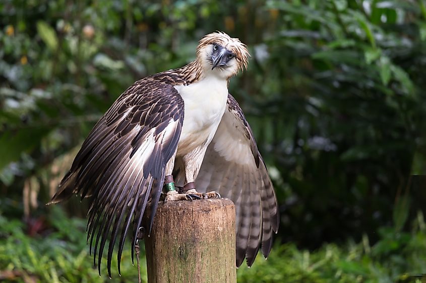 A Philippine eagle (Pithecophaga jefferyi)
