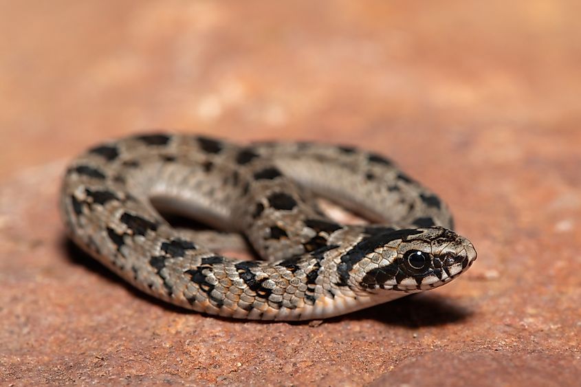 A juvenile rhombic night adder (Causus rhombeatus)