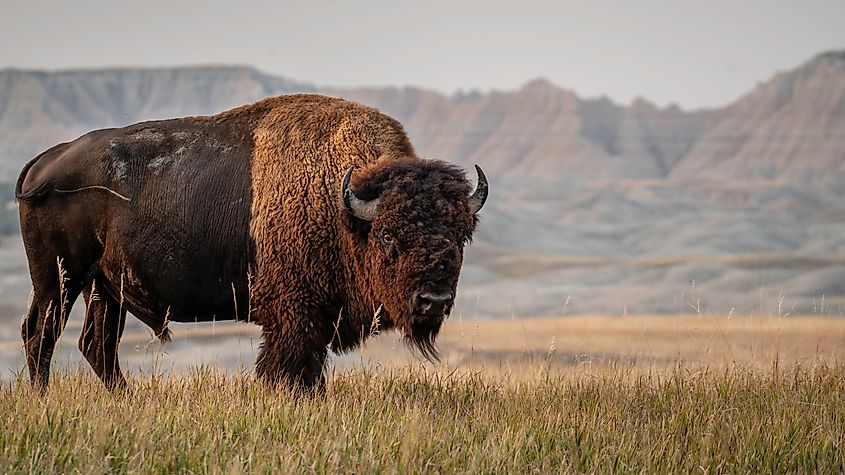 An American bison (Bison bison)