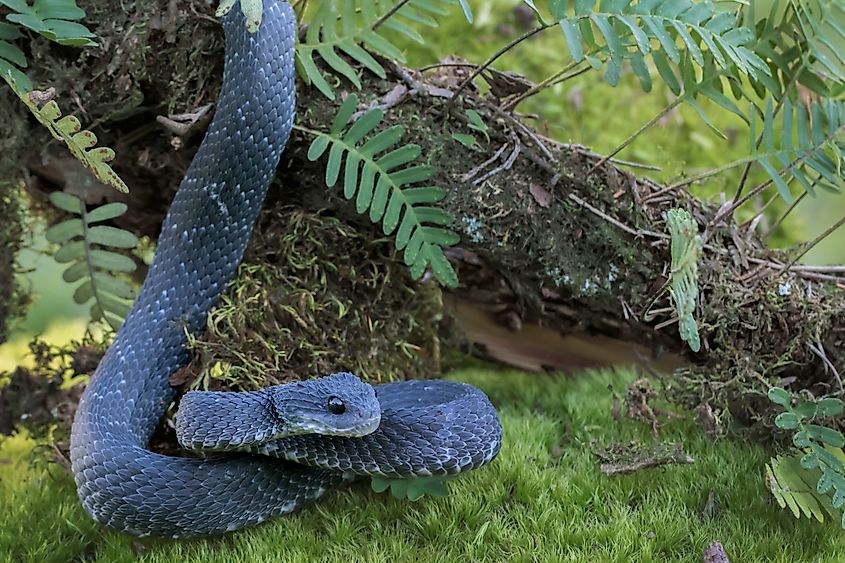 A green bush viper (Atheris squamigera)
