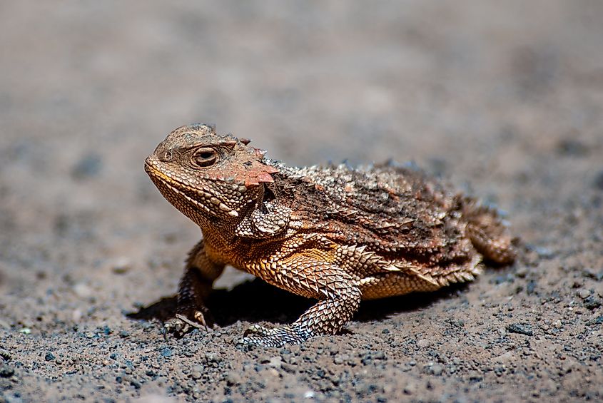 A desert horned lizard (Phrynosoma platyrhinos)