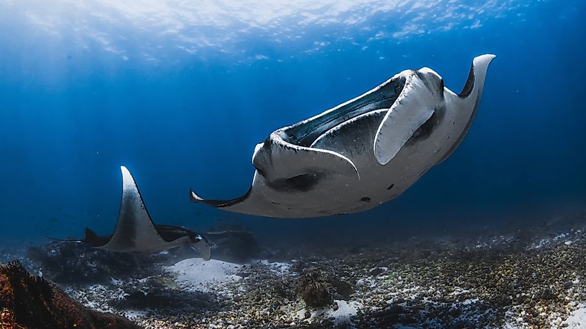 A pair of giant manta rays