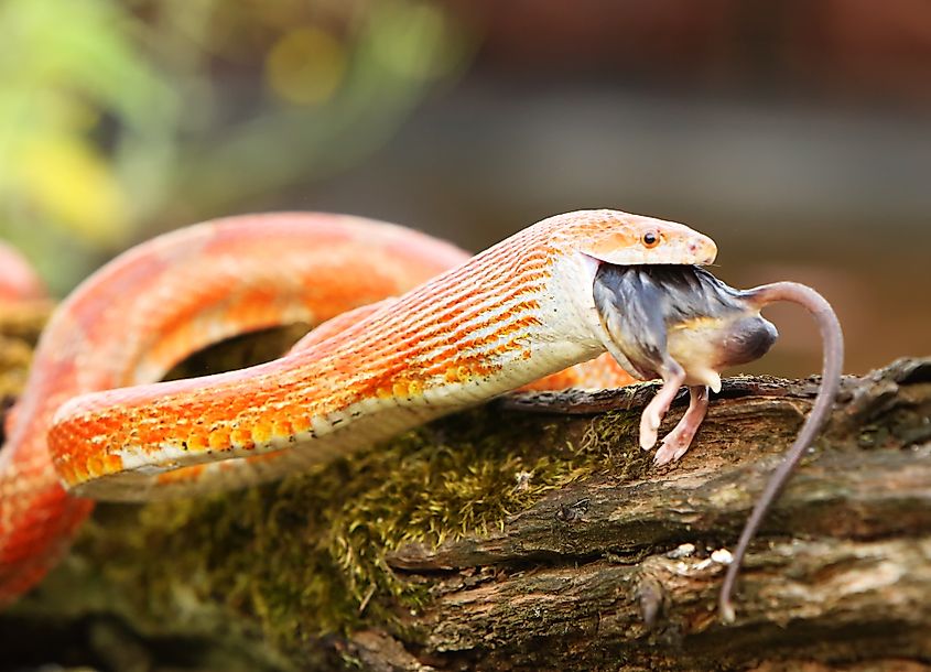 A corn snake swallowing a mouse