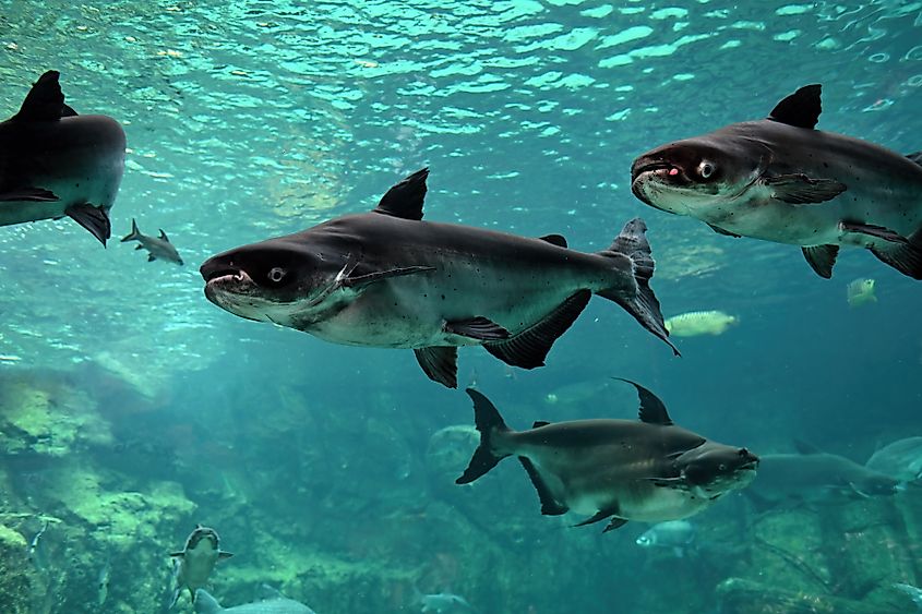 A group of Mekong giant catfish