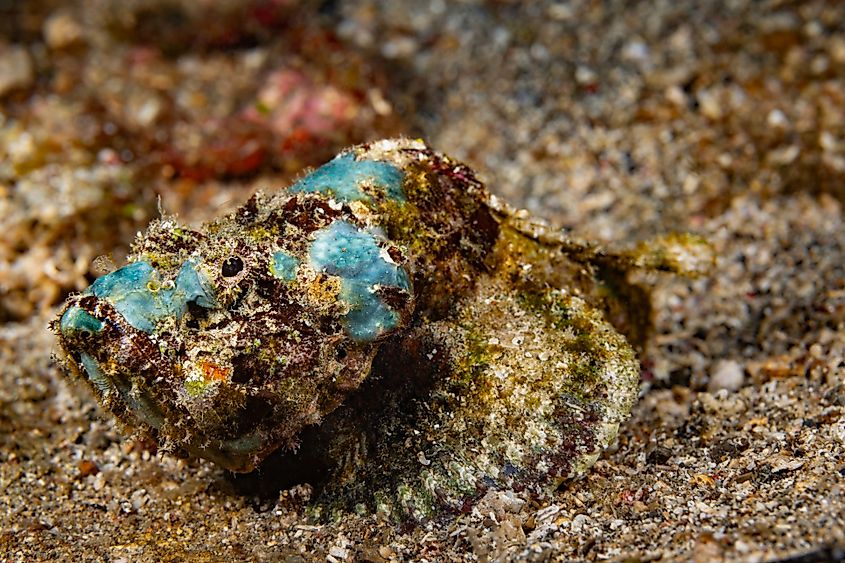 A devil scorpionfish (Scorpaenopsis diabolus)