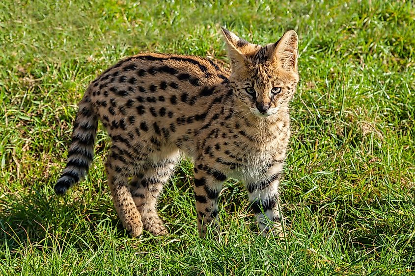A serval kitten