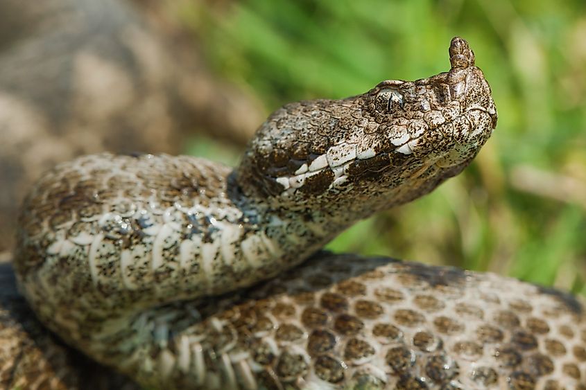 A nose-horned viper (Vipera ammodytes)
