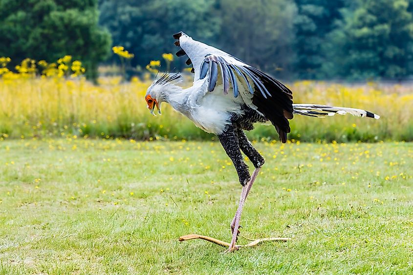 A secretary bird killing its prey