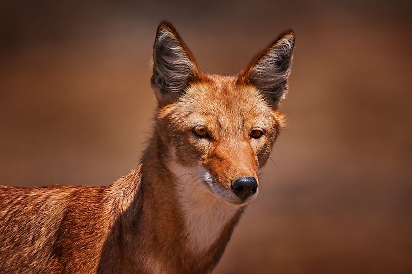 An Ethiopian wolf (Canis simensis)