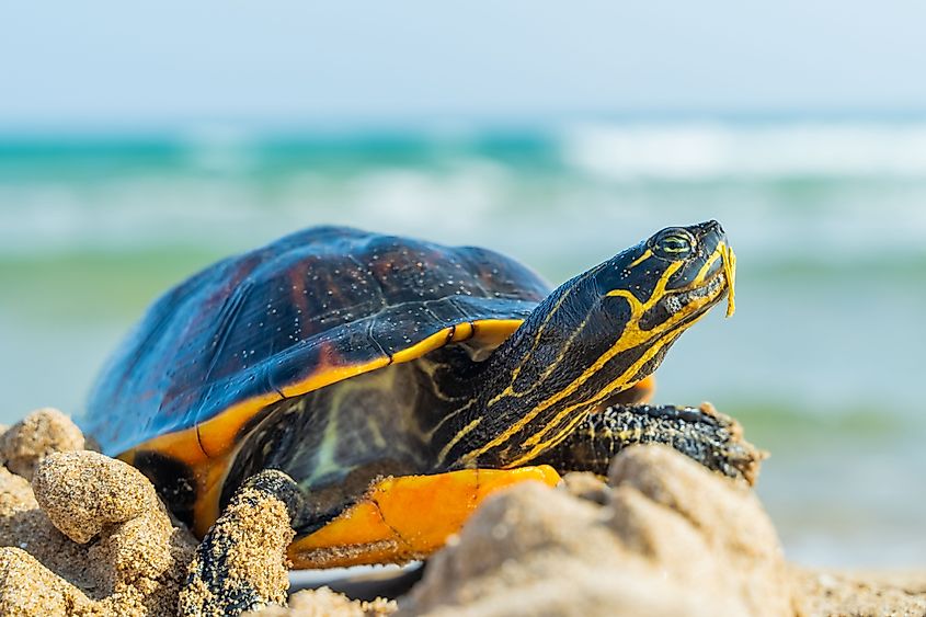 An Alabama red-bellied turtle (Pseudemys alabamensis)