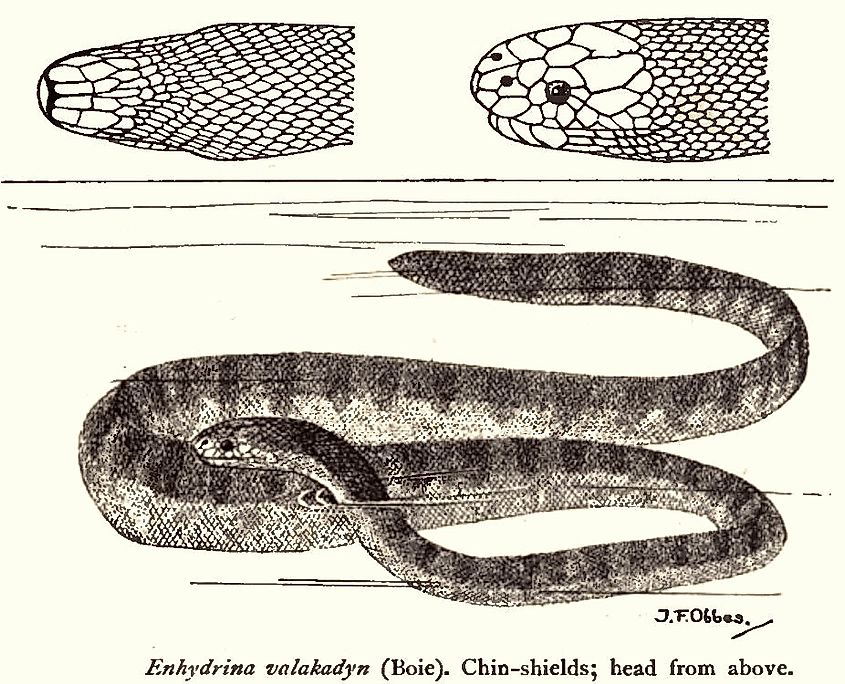 A 1917 illustration of Enhydrina schistosa reflects the older scientific name historically used for the beaked sea snake.