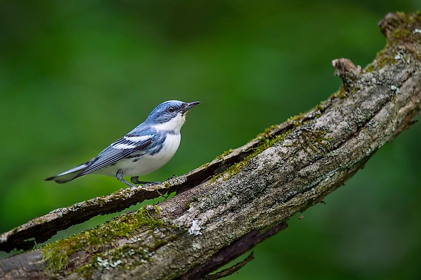 A cerulean warbler (Setophaga cerulea)
