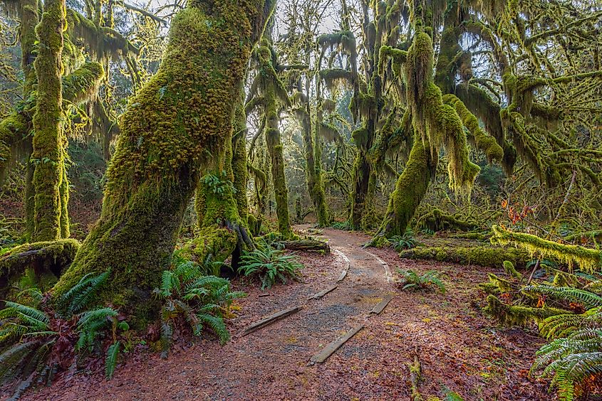A view of Hoh Rain Forest at Olympic National Park