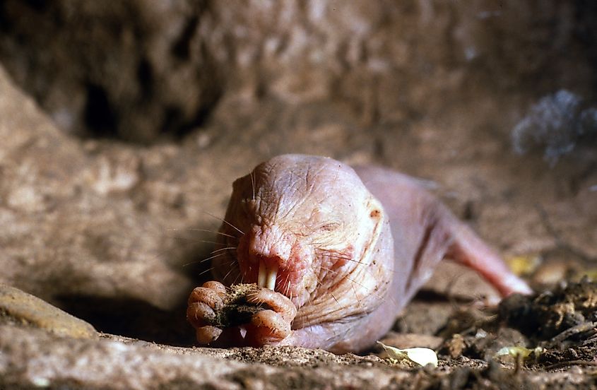 A naked mole-rat (Heterocephalus glaber)
