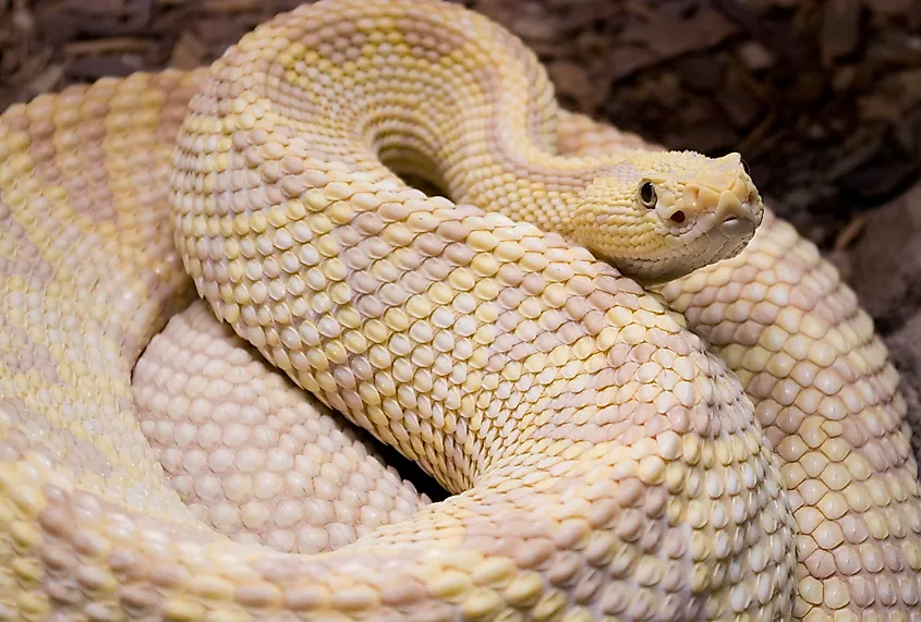 A neotropical rattlesnake (Crotalus durissus)