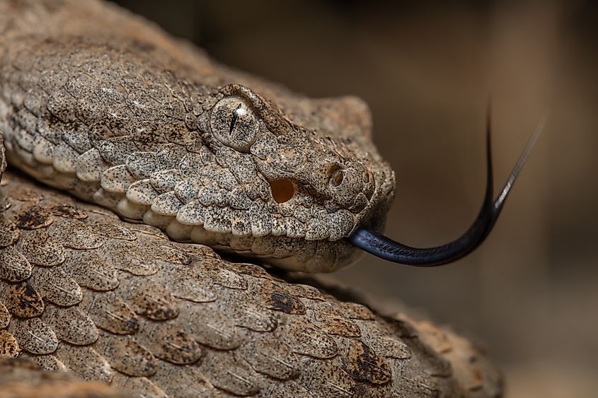 A speckled rattlesnake (Crotalus pyrrhus)