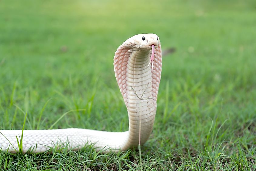 A leucistic monocled cobra (Naja kaouthia)