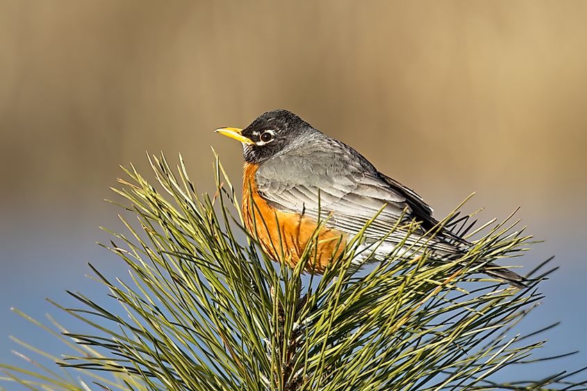 An American robin (Turdus migratorius)