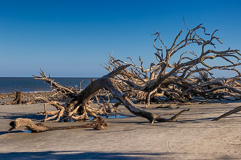 View of Driftwood Beach on Jekyll island