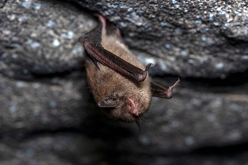 An Indiana bat (Myotis sodalis)