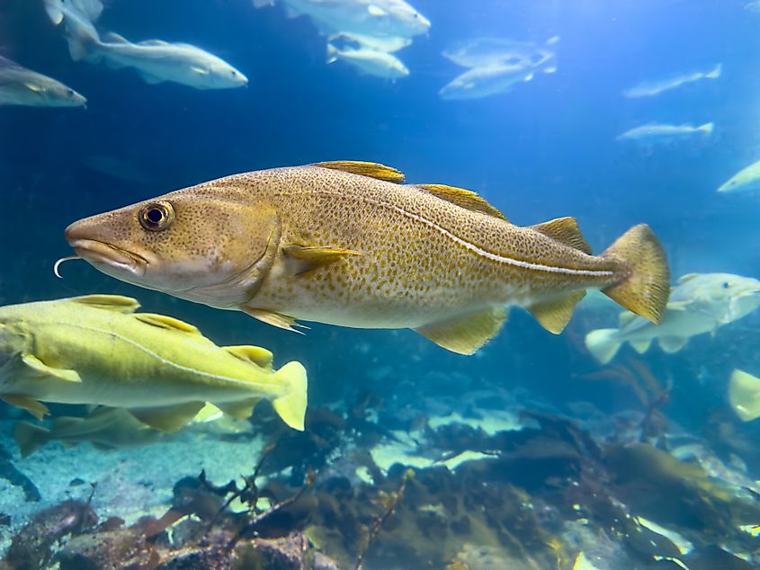 An Atlantic cod (Gadus morhua)