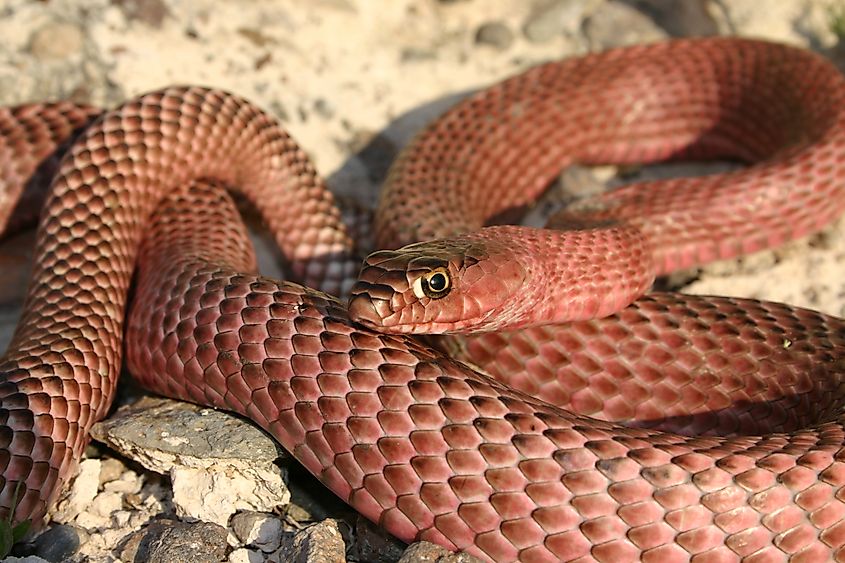 The western coachwhip snake coiled up.